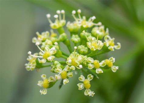 Australian Apiaceae