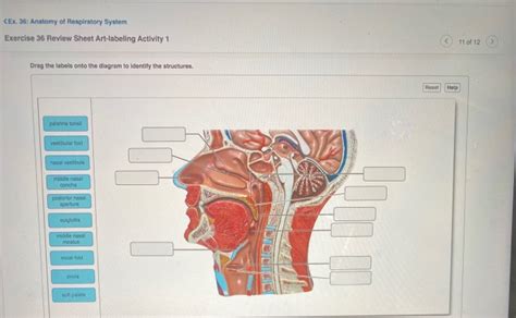 Review Sheet Anatomy Of Respiratory System