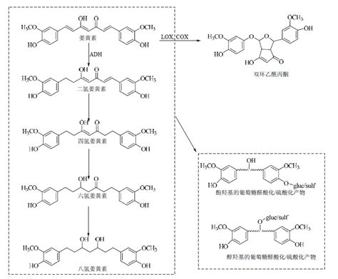 姜黄素类化合物体内代谢途径及其代谢产物的研究进展