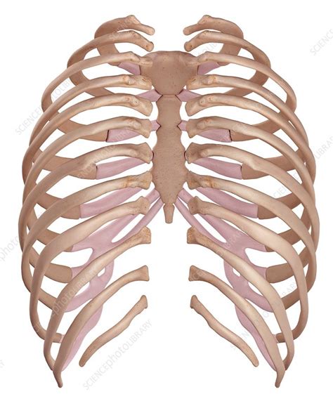 Human Ribcage Stock Image F016 3020 Science Photo Library