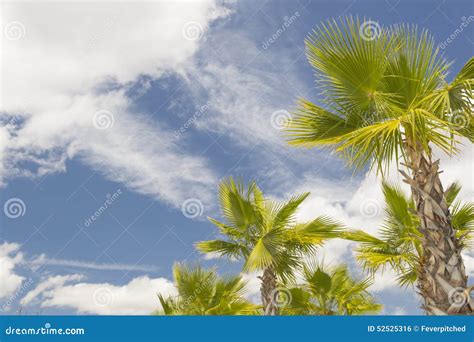 Majestic Tropical Palm Trees Against Blue Sky And Clouds Stock Photo