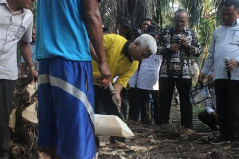 Petani Dilatih Olah Batang Sawit Untuk Membuat Gula Merah