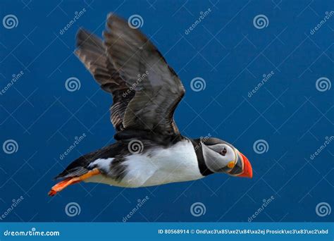 Flying Puffin Atlantic Puffin Fratercula Artica Artic Black And