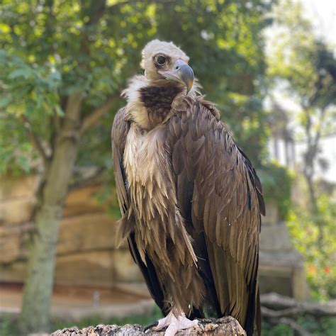 The Lincoln Cathedral Lincoln imp has a secret legend attached 24