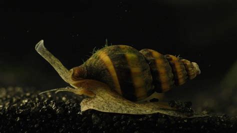 Assassin Snail Care: Diet, Tank Mates, Lifespan - Video » Fish Tank Basics