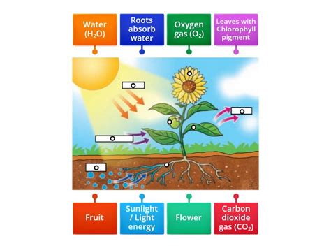 Photosynthesis - Labelled diagram