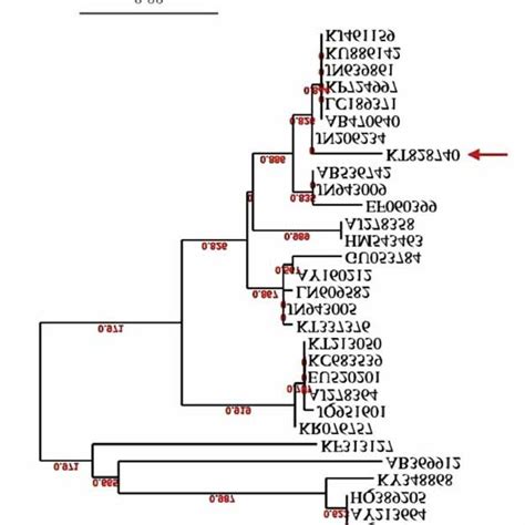 Phylogram Recovered From A Maximum Likelihood Search In Raxml With An