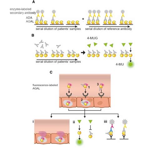 Methods For The Detection And Characterization Of Galactosidase A