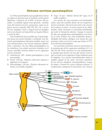 Sistema Nervioso Parasimp