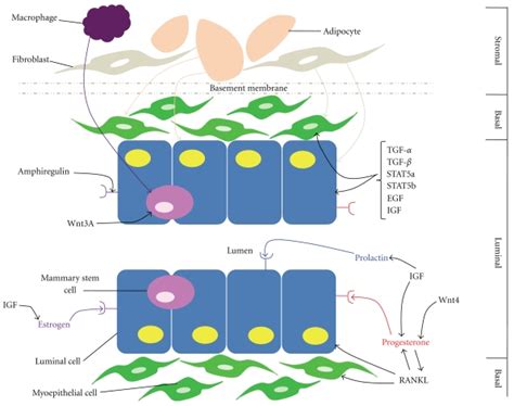 The Mammary Gland Microenvironment The Major Cell Types Of The Mammary Download Scientific