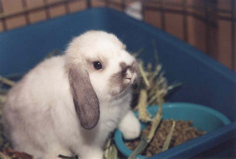 A Guide To Lop Eared Rabbits And Care