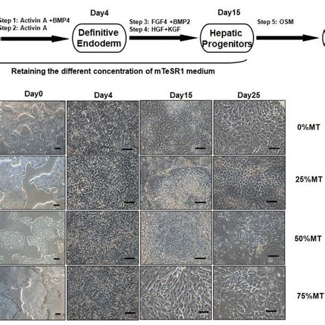 Generation Of Hepatocyte Like Cells Derived From H Cells Note A