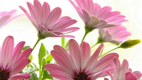 Pink Daisies Wallpapers Wallpaper Cave