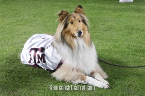 Texas A&M's Reveille X trolls Texas' Bevo in Twitter post - On3