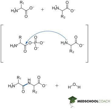 Peptide Bonds Mcat Biochemistry Medschoolcoach