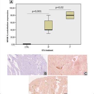 Figure E Endothelial Nf Kb Expression In Myocardial Tissues Of Mice