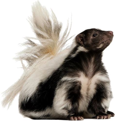 Skunk Png Transparent Skunk Png Images Pluspng