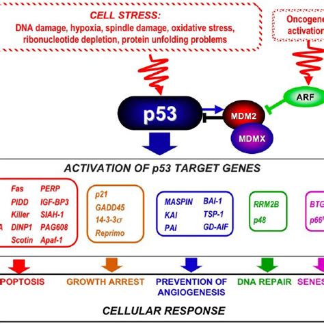 Schematic Representation Of A Structure Of Human P53 Note The