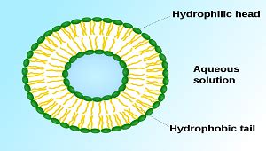 Vesicles: Definition & Function - Video & Lesson Transcript | Study.com