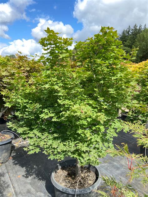 Buy Acer Palmatum Koyama Dani Nishiki Specimen Conifer Kingdom