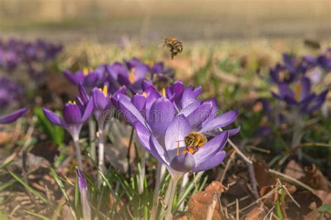 Crocus Flowering Honey Bee Collecting Pollen From Crocus Blossom Stock