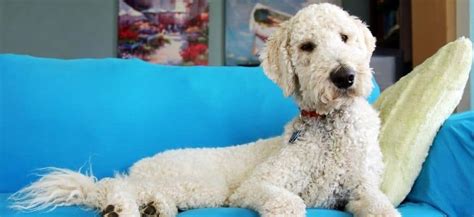 How Big Do Goldendoodles Get? Size Insights Revealed!