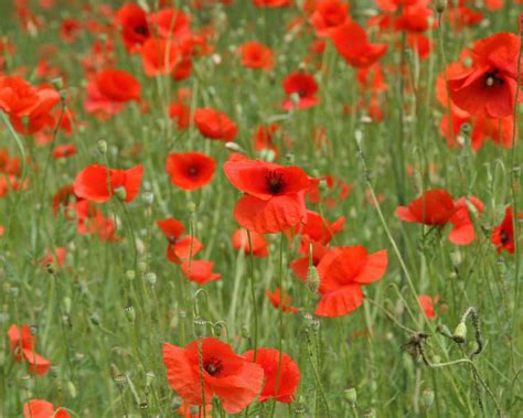 Planting and caring for the common poppy - myGarden.com