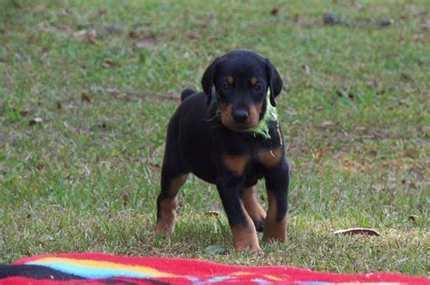 Yellow Female Gretta Akc Doberman Puppies For Salehawthorne Fl