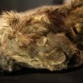 Frozen Cave Lion Cub Found In Siberia With Its Whiskers Intact Is