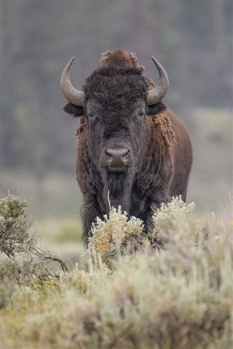 Bison in Yellowstone National Park during the Summer Mating Season ...