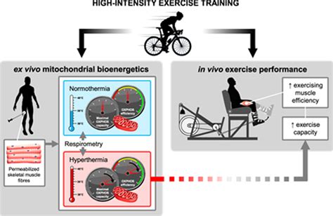 High‐intensity Exercise Training Enhances Mitochondrial Oxidative