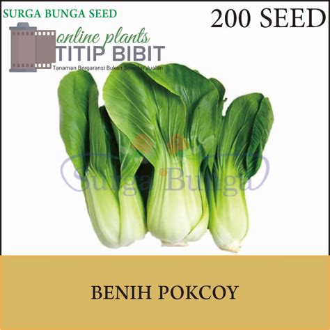 Jual Benih Sayur Pokcoy Seed Bibit Sayur Super Shopee Indonesia