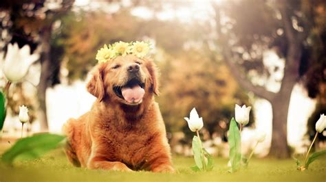 41+ Cute Doggy Wallpapers Pc | Wallpaper HD