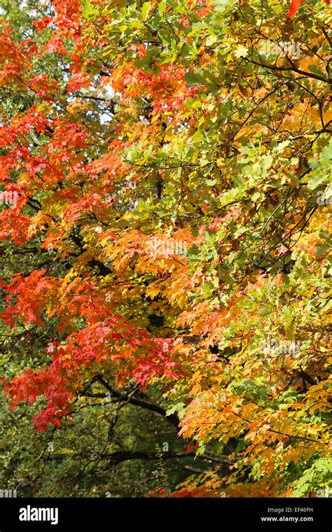 background autumn trees Stock Photo - Alamy