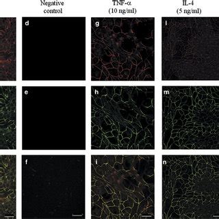 Representative Photomicrographs Obtained By Fluorescent Microscopy