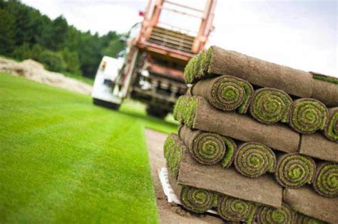 Рулонный газон – особенность покрытия для участка, порядок укладки