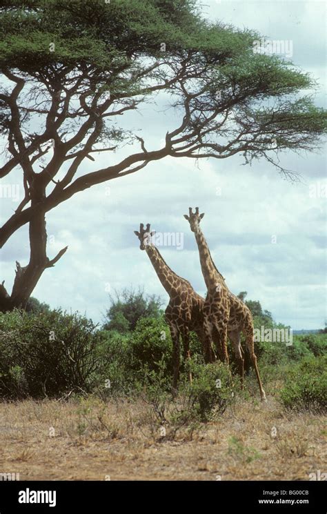 Giraffes Amboseli National Park Kenya Stock Photo Alamy