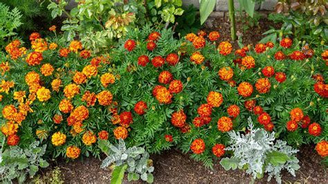 Honeycomb Marigold Seeds Farmhouse Seeds