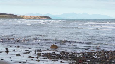 Seabirds on the rocky shore of port beach, ireland -slow motion Premium ...