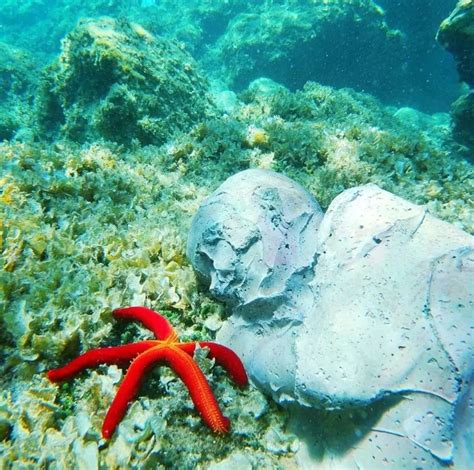 Atlantide Il Museo Sommerso Ecosostenibile Nell Isola Di Cirella