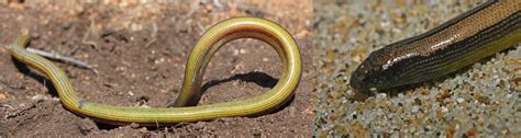 5 Legless Lizards Found In Florida Id Guide Bird Watching Hq