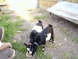 Fainting Goat GIFs - Find & Share on GIPHY