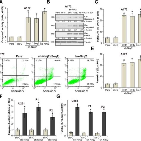 Ninj2 Is Upregulated In Human Glioma Cells And Tissues Ninj2 Mrna And