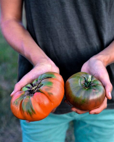 Best Tomato Companion Plants The Seasonal Homestead