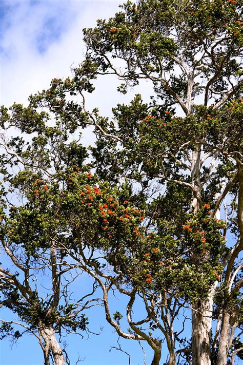 Orange Ohia Lehua Tree Photograph By Lehua Pekelo Stearns