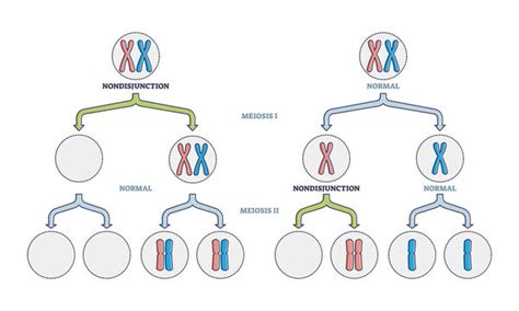 Chromatid Images – Browse 443 Stock Photos, Vectors, and Video | Adobe ...