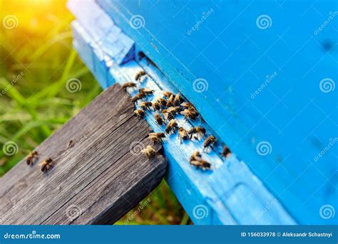 Bienen Aus Der Honigsammlung Honigbienen In Blauem Bienenstock Eingang