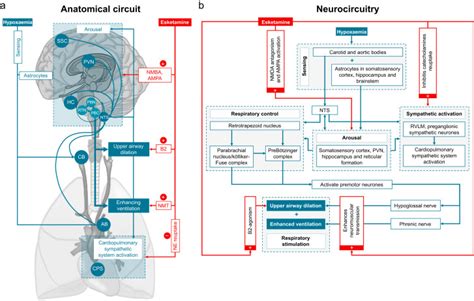 Neuroanatomical And Pharmaco Physiological Effects Of Hypoxia And