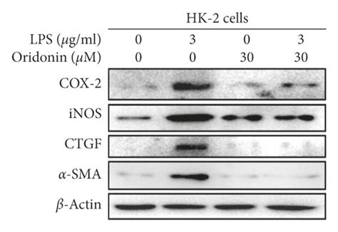 Oridonin Attenuated Lps Induced Inos Cox 2 A Sma And Ctgf