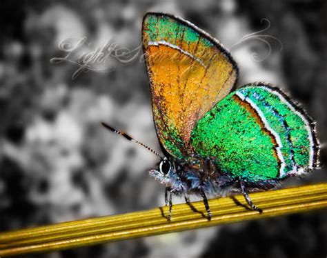 Sandia Hairstreak Butterfly New Mexico Photo Journal